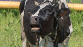 В Бразилии закупят кормовую добавку для борьбы с отрыжкой скота